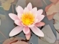 Preview: Seerose - Nymphaea Comanche